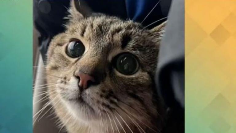 Αυτή είναι η πιο διάσημη γάτα της Ουκρανίας