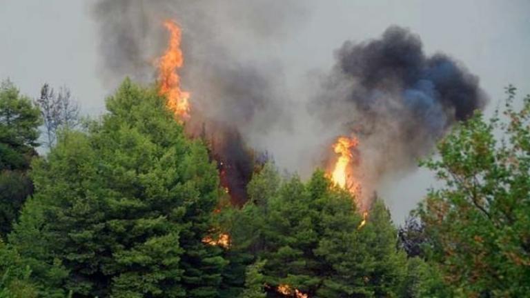 Σάμος: Πυρκαγιά σε δασική έκταση κοντά στη Μονή Βροντά