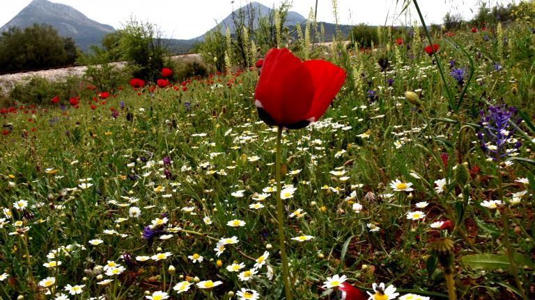 Ξεκινά την Κυριακή (20/03) η άνοιξη με την εαρινή ισημερία