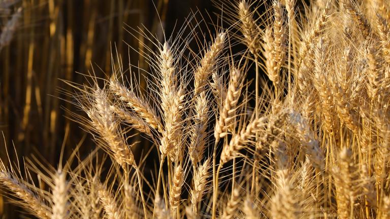 Ουκρανία: Επιδεινώνεται η κατάσταση με τις εξαγωγές σιτηρών - Φόβοι για παγκόσμια διατροφική κρίση