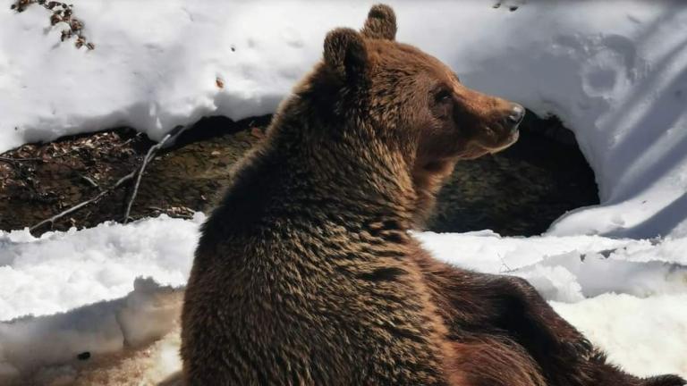 Νυμφαίο: Oι αρκούδες του ΑΡΚΤΟΥΡΟΥ «μύρισαν» την άνοιξη και «ξύπνησαν»