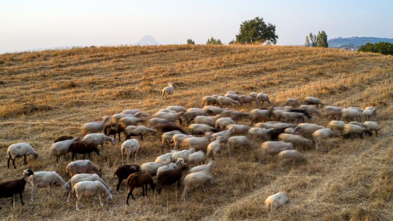 Κάθε εβδομάδα πάνω από 600 παραγωγικές αγελάδες πηγαίνουν για σφαγή.