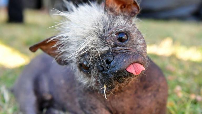 O «Happy Face» αναδείχθηκε ο πιο άσχημος σκύλος του κόσμου