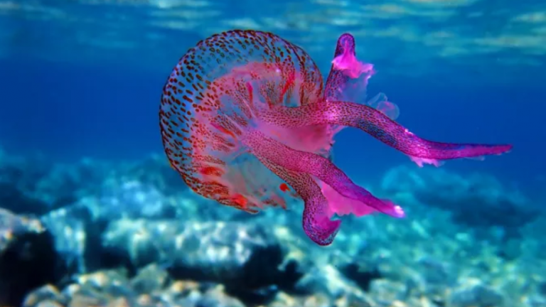 μωβ μεδουσες