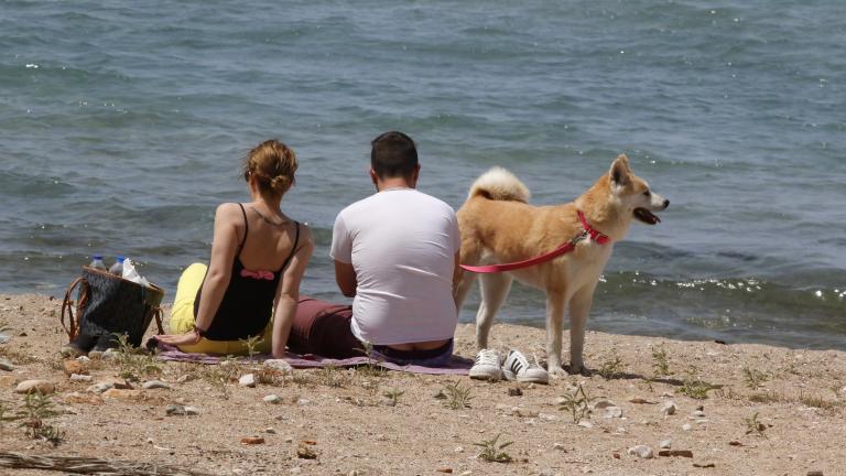 Νέος νόμος επιτρέπει τα σκυλιά στη θάλασσα – Ποια τα δικαιώματα και οι υποχρεώσεις