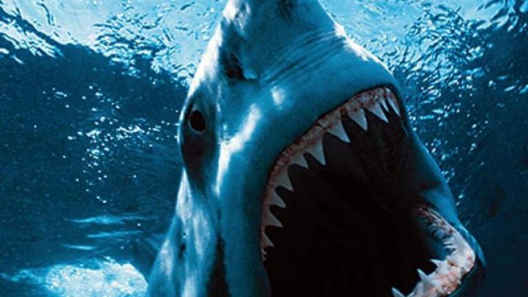  Σοκ στην Αίγυπτο: Καρχαρίας κατασπάραξε τουρίστρια