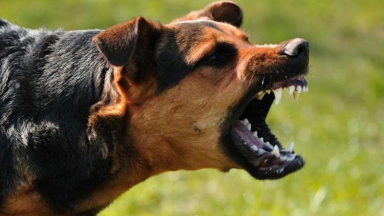 Σκύλος επιτέθηκε σε γυναίκα στη Χίο 