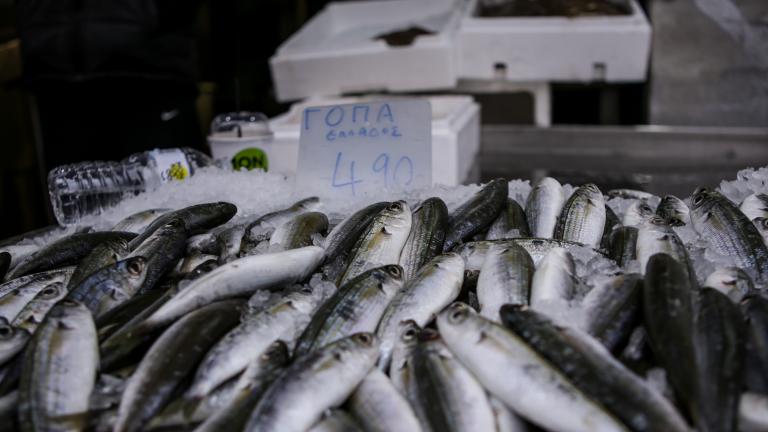 Η υπεραλίευση οδηγεί σε ελλείψεις αλιευμάτων και υψηλές τιμές  