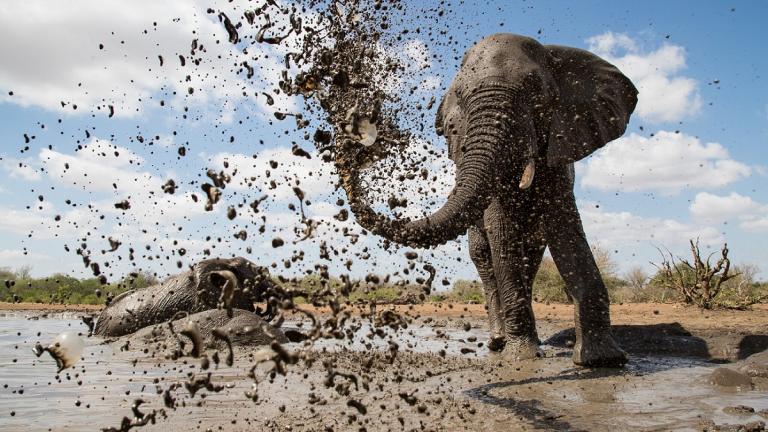 Waterhole: Africa’s Animal Oasis