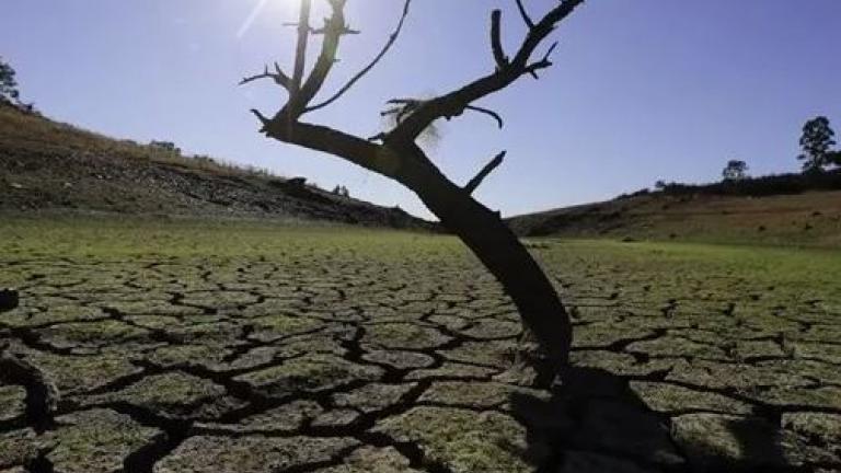 Ισπανία: Κινδυνεύουν οι ελιές από την ξηρασία