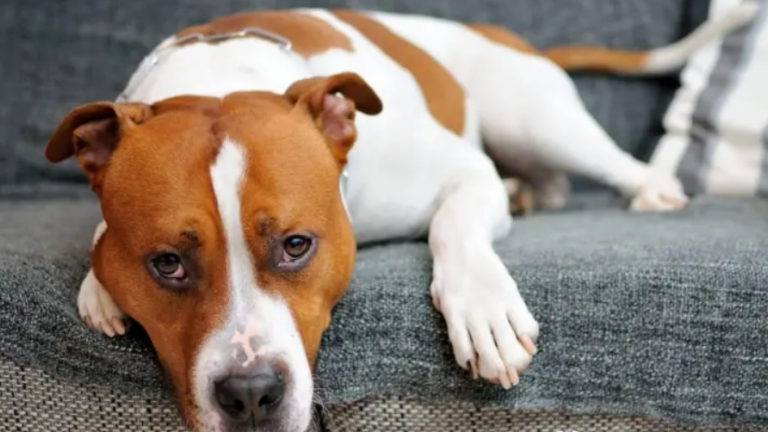 ΠΟΥ: Εντοπίστηκε το πρώτο κρούσμα ευλογιάς των πιθήκων σε σκύλο