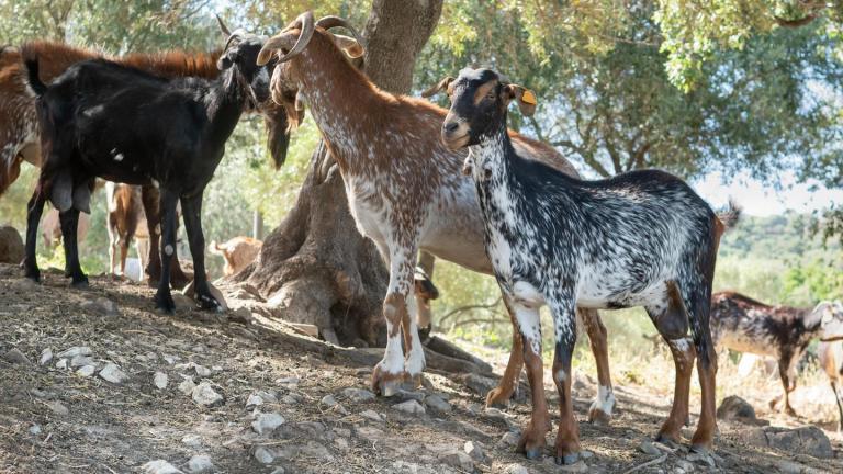 Κατσίκες πυροσβέστες ...