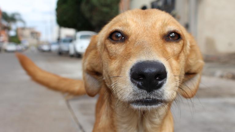 Θεσσαλονίκη: Δικογραφία σε βάρος ηλικιωμένης που πέταξε τη μαγκούρα της σε σκύλο