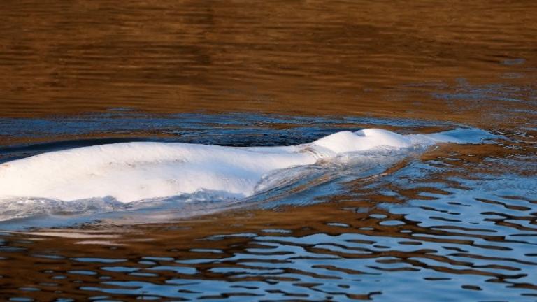 Πέθανε η φάλαινα Μπελούγκα που είχε παγιδευτεί στον Σηκουάνα
