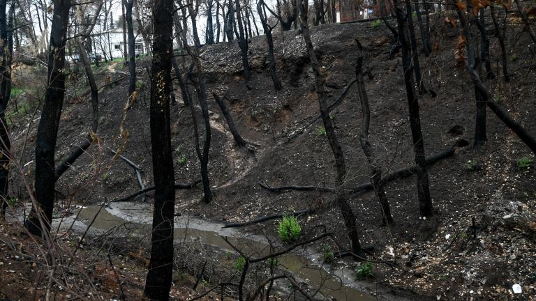 Υπό πλήρη έλεγχο τέθηκαν οι πυρκαγιές σε Μάλγαρα και Καλλικράτεια