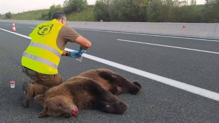 Φλώρινα: Τέσσερις αρκούδες νεκρές από πυροβολισμούς 