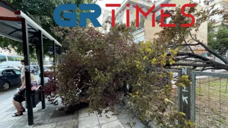 Θεσσαλονίκη: Δέντρο έπεσε δίπλα από στάση λεωφορείου λόγω ισχυρών ανέμων 
