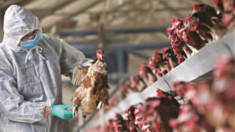 Γρίπη των πτηνών: Εντοπίστηκε σπάνιο κρούσμα μετάδοσης της νόσου σε άνθρωπο