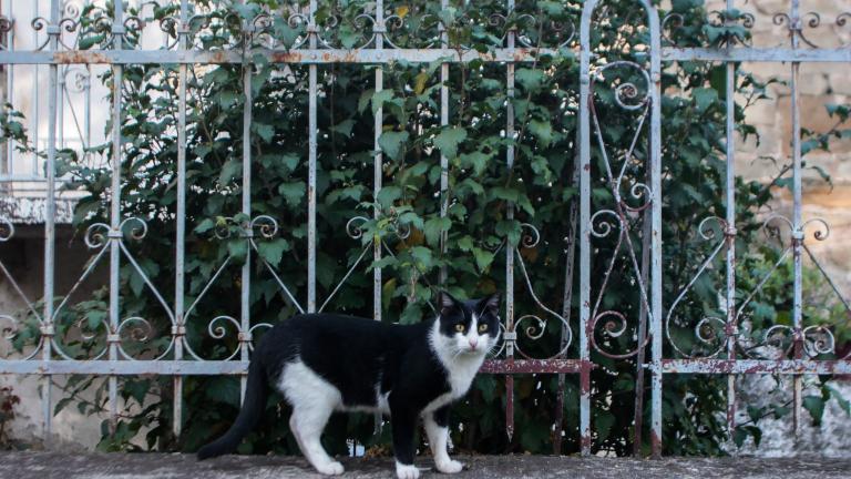 Σύλληψη 66χρονου για κακοποίηση γάτας