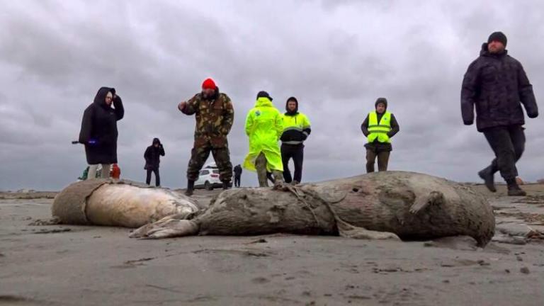 Θρίλερ και τραγωδία στην Κασπία: 2.500 νεκρές φώκιες στις ακτές της Νότιας Ρωσίας