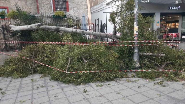 Πτώσεις δέντρων σε διάφορες περιοχές της Θεσσαλονίκης σημειώθηκαν, χθες, λόγω των ανέμων εντάσεως 5-6 μποφόρ που επικρατούσαν στην πόλη. Σύμφωνα με ανακοίνωση του Δήμου Θεσσαλονίκης, υπήρξαν οκτώ πτώσεις δένδρων στα σημεία Μαρασλή 3, Τούρκικο Προξενείο, Επταπυργίου πριν από την είσοδο στα κάστρα, Ροτόντα (Εκκλησία Αγίου Γεωργίου), Πλαστήρα με Ν. Ζαρντινίδη, Πλούτωνος με Παπανδρέου, Βούλγαρη 31 και Μητροπόλεως 63.  Τα δένδρα που έπεσαν, παρά το γεγονός ότι δεν εμφάνιζαν κανένα εξωτερικό σύμπτωμα σαθρότητας, 