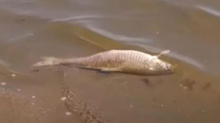 Θεσσαλονίκη: Νεκρά ψάρια εμφανίστηκαν στη λίμνη Κερκίνη	