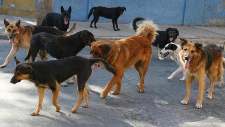 Βόλος: Επίθεση από αδέσποτα σε 19χρονη 