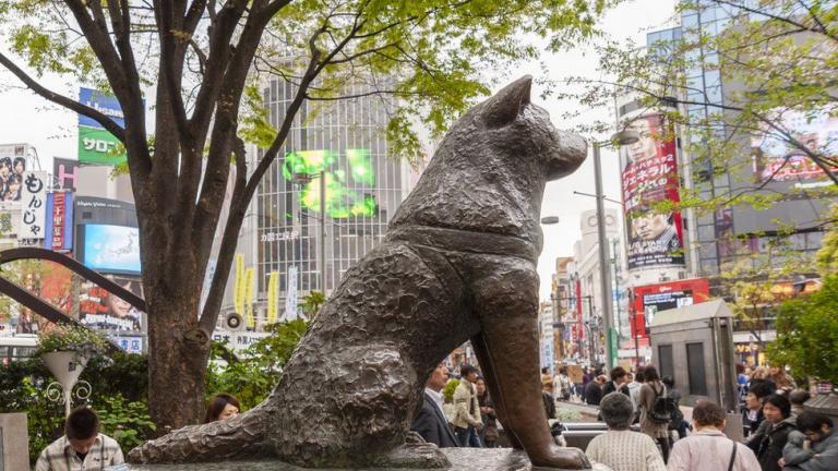 hachiko agalma