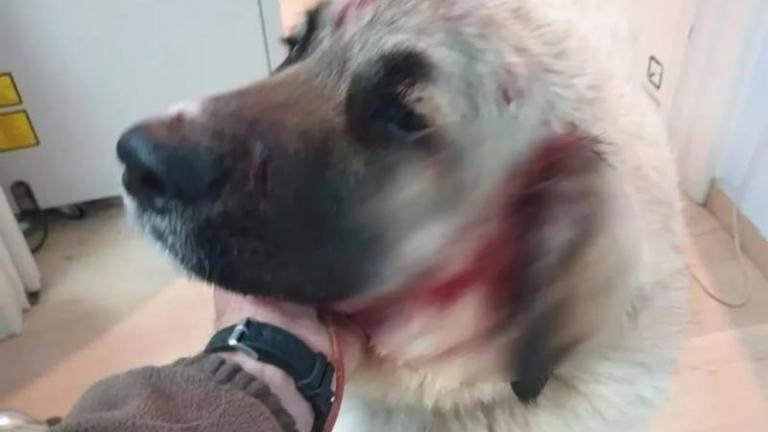 Σοκ στην Κρήτη: Ακρωτηρίασαν σκύλο και τον έδεσαν στα σκουπίδια