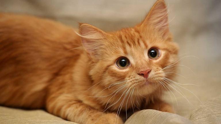 Από τις αρχές του έτους η Κύπρος βρίσκεται αντιμέτωπη με επιδημία κορωνοϊού στις γάτες 