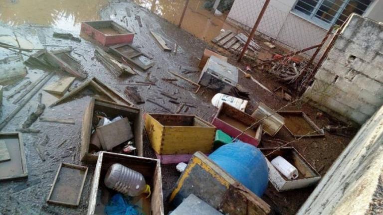 Τρίκαλα: Απώλειες σε χιλιάδες μελίσσια της Θεσσαλίας από τις καταστροφικές πλημμύρες