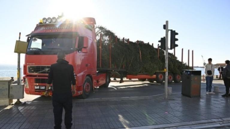 Έφτασε στην πλατεία Αριστοτέλους το χριστουγεννιάτικο έλατο, ύψους 17 μέτρων - Στις 7/12 η φωταγώγησή του