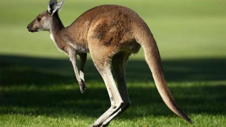 Απίστευτο περιστατικό στον Καναδά: Καγκουρό γρονθοκόπησε αστυνομικό