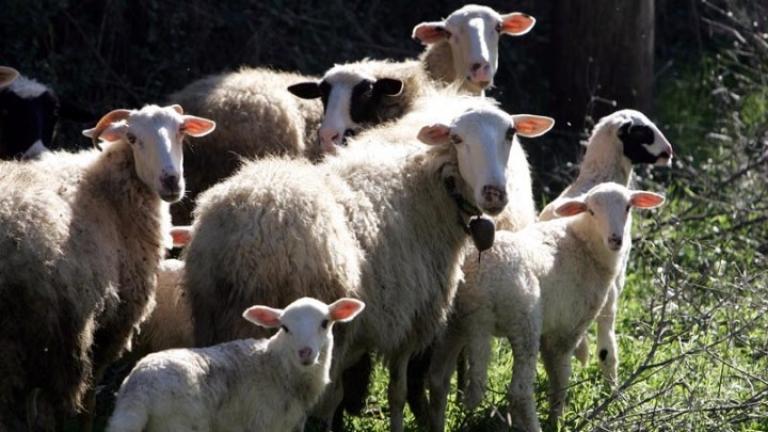 Κρούσμα ευλογιάς σε πρόβατα στη Μαλεσίνα – Δεν μεταδίδεται στον άνθρωπο