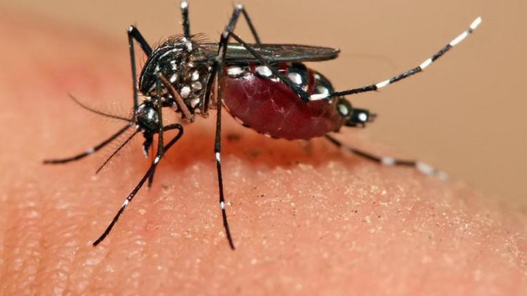 Κουνούπια μέσα στον χειμώνα, λόγω των αυξημένων θερμοκρασιών