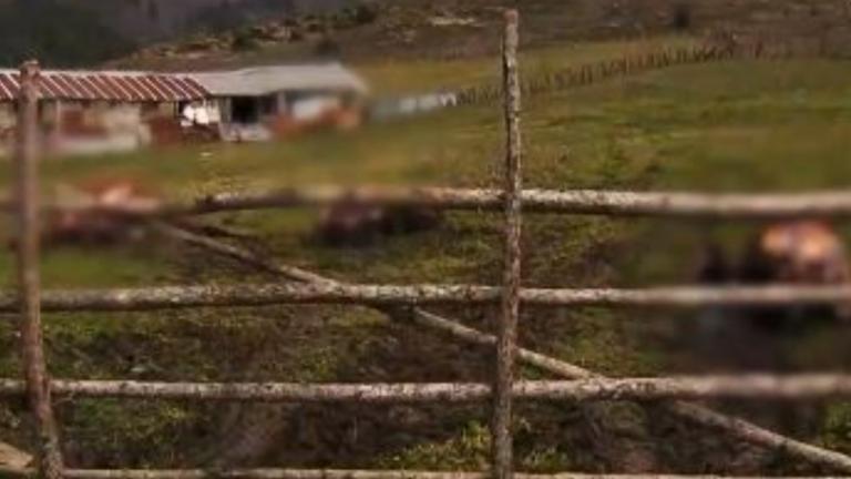 Γρεβενά: Εισαγγελική παρέμβαση για την κτηνωδία με τα τεμαχισμένα άλογα