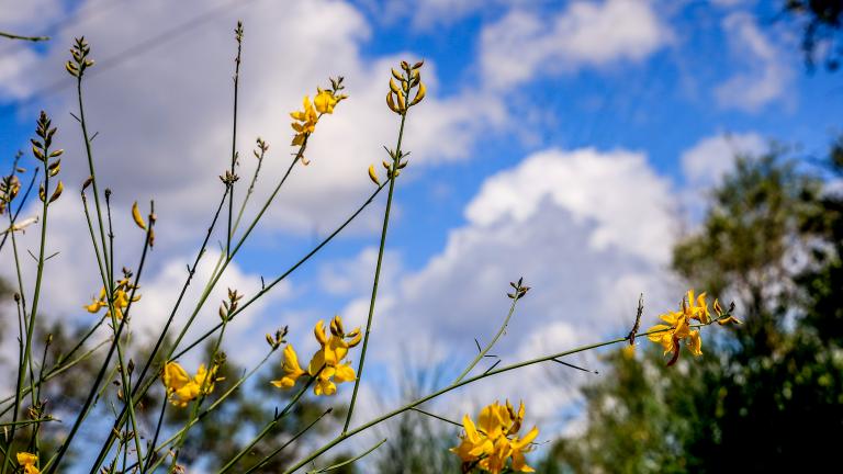 Νεφώσεις, τοπικές βροχές και θερμοκρασία σε υψηλά επίπεδα για το Σάββατο 25/5