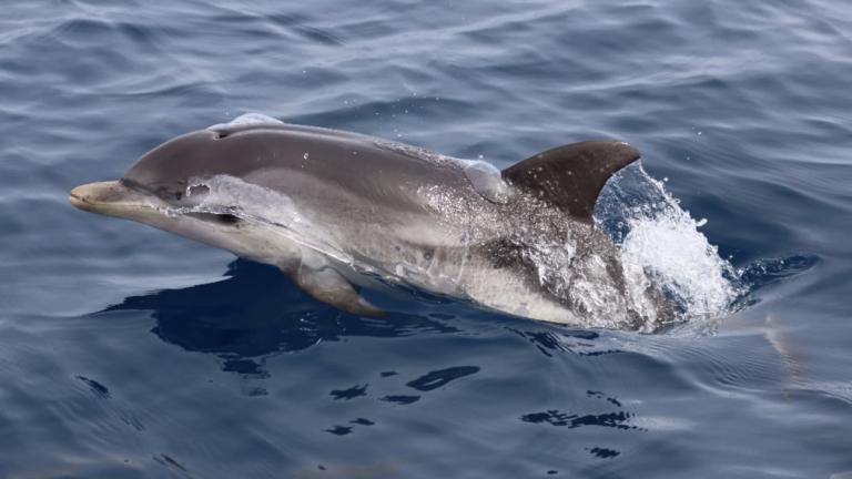 dolphe