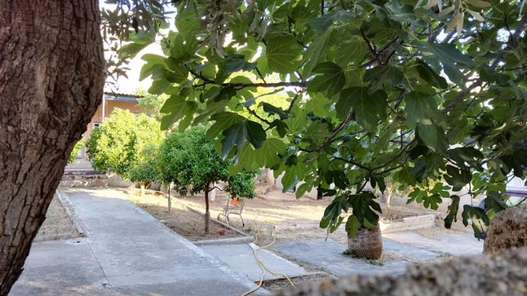 ΛΙΟΣΙΑ, ΑΠΑΝΘΡΑΚΩΜΕΝΗ ΣΟΡΟΣ