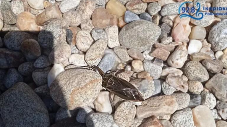 Ικαρία: Το δηλητηριώδες εντόμο «Λιθόκερος» εντοπίστηκε σε παραλία