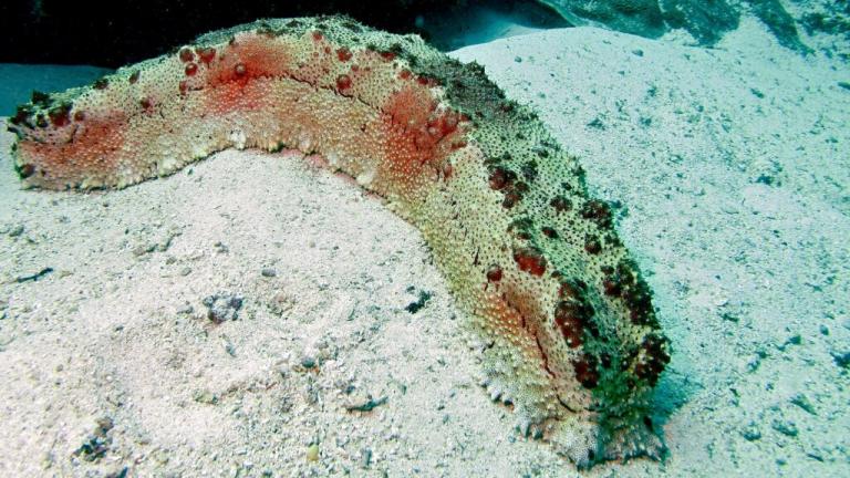 αγγουρί της θάλασσας