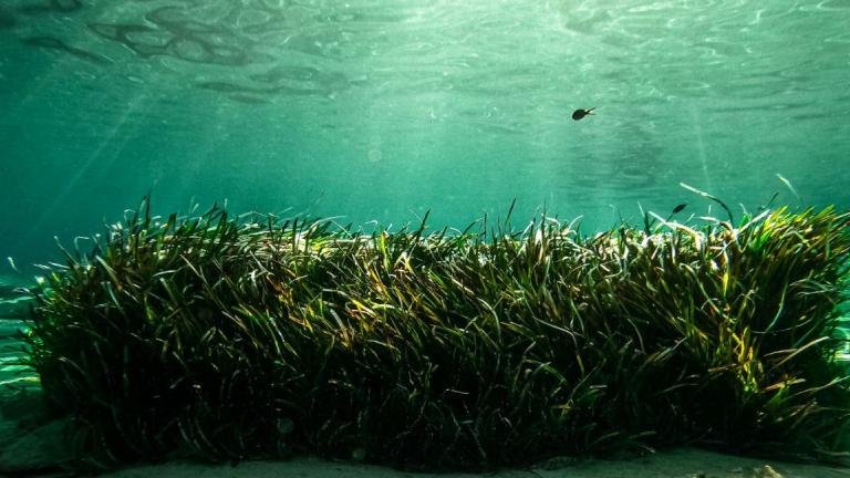 Θαλάσσια πάρκα σε Ιόνιο και Ν. Κυκλάδες: «Πυξίδα» η σύμβαση των Ηνωμένων Εθνών για το Δίκαιο της θάλασσας