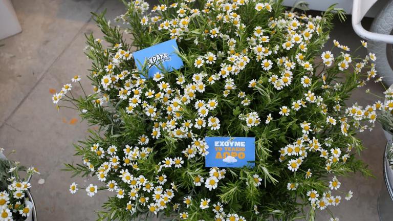 TLIFE - ΣΚΡΑΤΣ