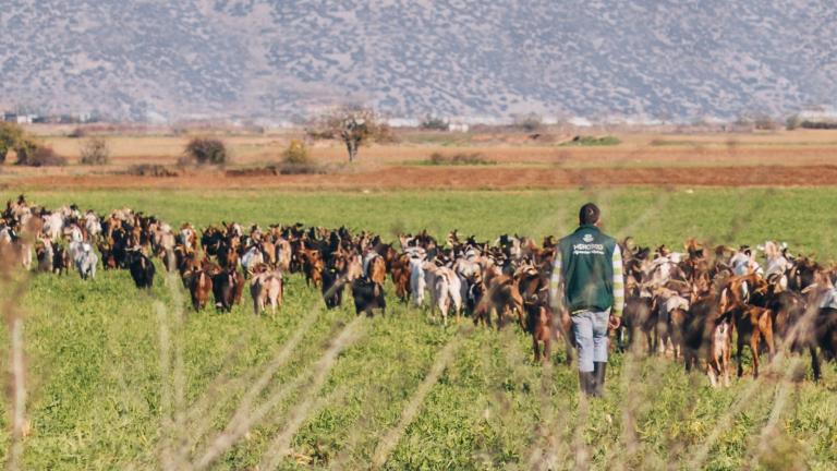 κτηνοτροφος