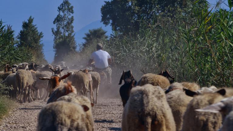 κτηνοτροφος