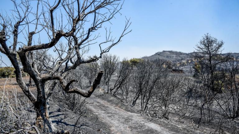 Βαθρακογιάννης: Βελτιωμένη η εικόνα των πυρκαγιών σε όλα τα μέτωπα – Ενεργές εστίες σε Χίο και Ρωμανό Πάτρας