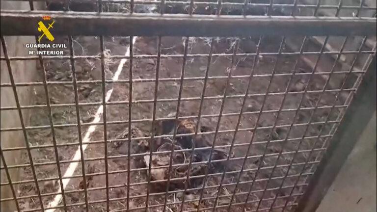 Ισπανία: Νεκρά 32 σκυλιά που είχαν εγκαταλειφθεί χωρίς τροφή και νερό σε αγρόκτημα