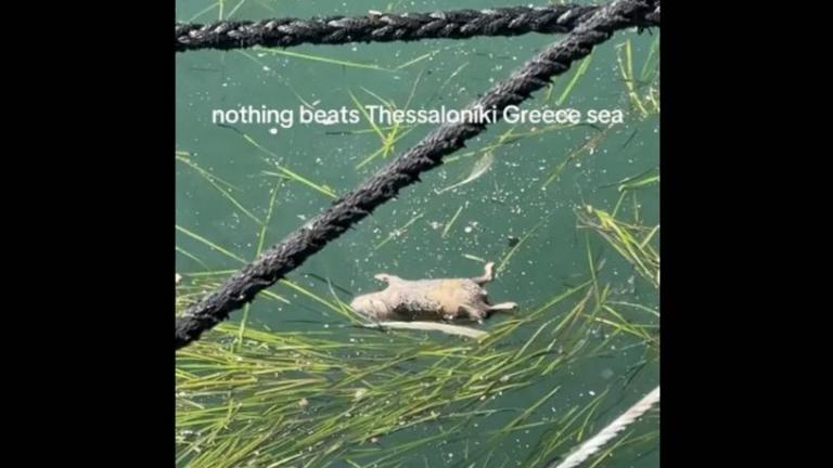 νεκρα ποντικια θερμαικος