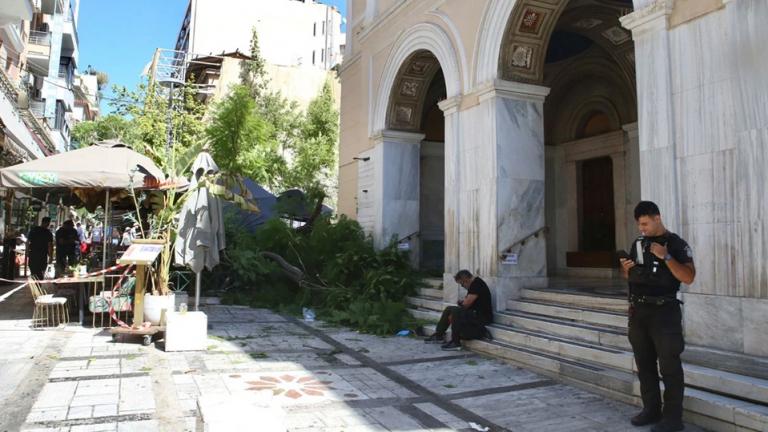 πτωση δεντρου