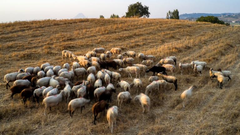 αιγοπροβατα